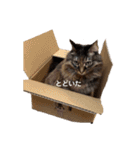 もふねこららぴ（個別スタンプ：16）