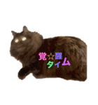 もふねこららぴ（個別スタンプ：19）