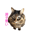 もふねこららぴ（個別スタンプ：21）