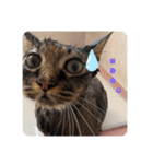 もふねこららぴ（個別スタンプ：24）