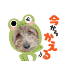 かわいいイヌラテくん（個別スタンプ：4）