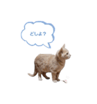 つぶコさちコ（個別スタンプ：10）