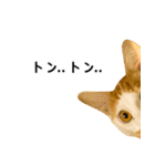 気きがついたんですね、にんげん（個別スタンプ：4）