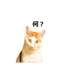気きがついたんですね、にんげん（個別スタンプ：11）