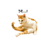 気きがついたんですね、にんげん（個別スタンプ：23）