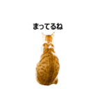 気きがついたんですね、にんげん（個別スタンプ：24）