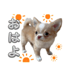 チワワのめろ♡もこ♡れも（個別スタンプ：4）