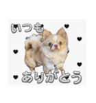 チワワのめろ♡もこ♡れも（個別スタンプ：6）