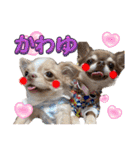 チワワのめろ♡もこ♡れも（個別スタンプ：7）