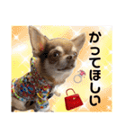 チワワのめろ♡もこ♡れも（個別スタンプ：8）