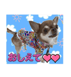 チワワのめろ♡もこ♡れも（個別スタンプ：11）