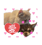 チワワのめろ♡もこ♡れも（個別スタンプ：22）