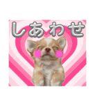 チワワのめろ♡もこ♡れも（個別スタンプ：23）