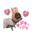 チワワのめろ♡もこ♡れも（個別スタンプ：28）