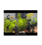 【衝撃】上司は漫画村で産まれたらしい（個別スタンプ：37）