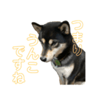うんこな黒柴（個別スタンプ：1）