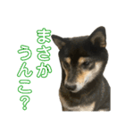 うんこな黒柴（個別スタンプ：2）
