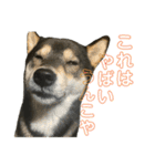 うんこな黒柴（個別スタンプ：5）