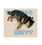 うんこな黒柴（個別スタンプ：7）