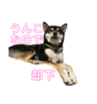 うんこな黒柴（個別スタンプ：8）