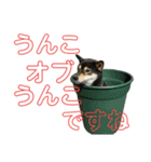 うんこな黒柴（個別スタンプ：9）