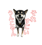 うんこな黒柴（個別スタンプ：11）