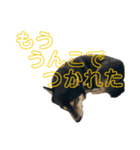 うんこな黒柴（個別スタンプ：18）