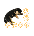 うんこな黒柴（個別スタンプ：19）