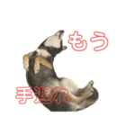 うんこな黒柴（個別スタンプ：20）
