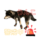 うんこな黒柴（個別スタンプ：22）
