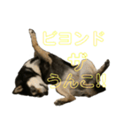 うんこな黒柴（個別スタンプ：23）