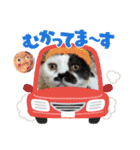 みーと時々艇暴（個別スタンプ：5）