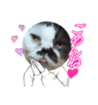 みーと時々艇暴（個別スタンプ：8）