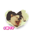 みーと時々艇暴（個別スタンプ：10）
