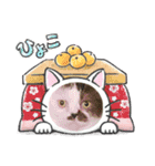 みーと時々艇暴（個別スタンプ：11）