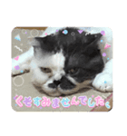 みーと時々艇暴（個別スタンプ：12）