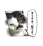 みーと時々艇暴（個別スタンプ：13）