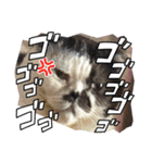みーと時々艇暴（個別スタンプ：15）