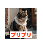 にゃんモジ！感情たっぷりネコスタンプ（個別スタンプ：21）