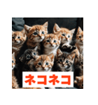 にゃんモジ！感情たっぷりネコスタンプ（個別スタンプ：34）