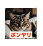 にゃんモジ！感情たっぷりネコスタンプ（個別スタンプ：37）