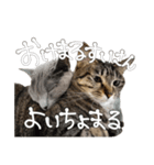 やまちょさくちゃん（個別スタンプ：1）