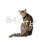 やまちょさくちゃん（個別スタンプ：9）