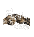やまちょさくちゃん（個別スタンプ：12）
