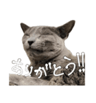 やまちょさくちゃん（個別スタンプ：13）