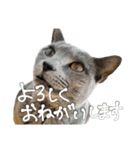 やまちょさくちゃん（個別スタンプ：15）