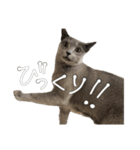 やまちょさくちゃん（個別スタンプ：21）