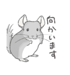 ちょいデフォチンチラ(バイオレット)（個別スタンプ：2）