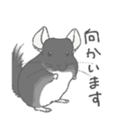 ちょいデフォチンチラ(ブラック)（個別スタンプ：2）
