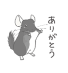ちょいデフォチンチラ(ブラック)（個別スタンプ：7）